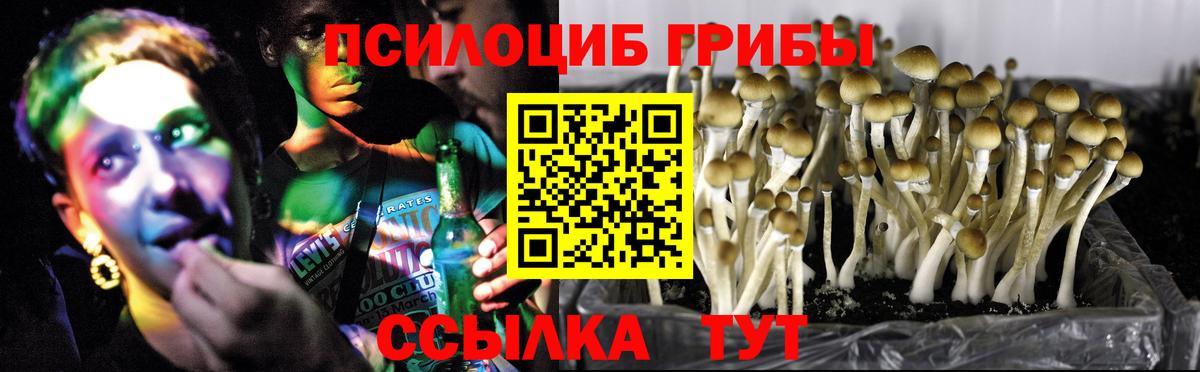 Псилоцибиновые грибы мицелий Заводоуковск
